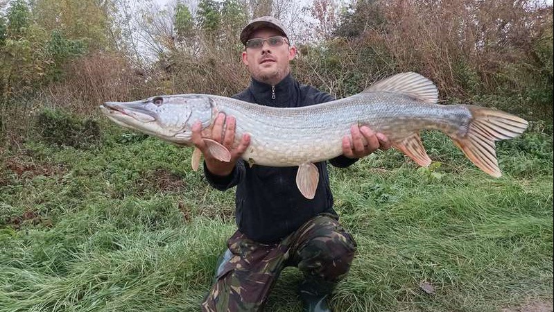 У Луцьку зі Стиру виловили здоровенну щуку