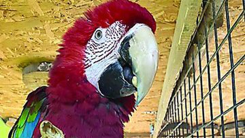 У Луцькому зоопарку папугу навчили вітатися «Слава Україні!»