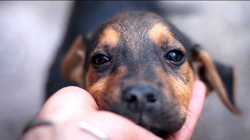 Патрульні врятували пса, якому на голову вдягнули пляшку