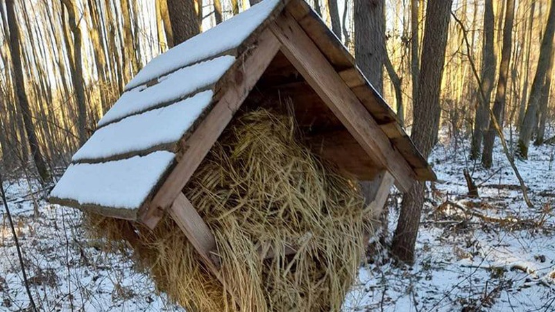 Лісівники Волині дбають про диких тварин. ФОТО