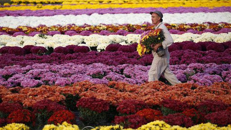 Фестиваль «Осінь у Волинській Голландії»: коли стартує та скільки коштує