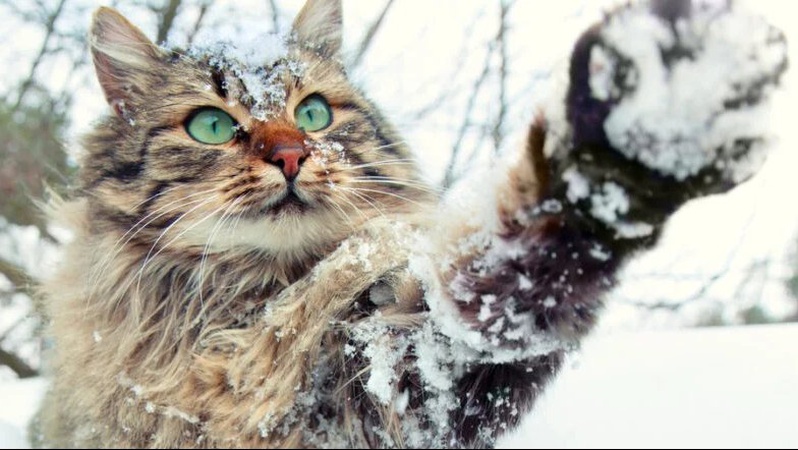 Якої погоди волинянам слід очікувати в лютому: прогнози синоптиків