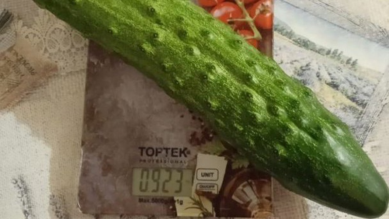 На Волині жінка виростила майже кілограмового огірка