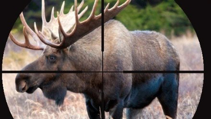 На Волині біля дороги браконьєри викинули залишки вбитого лося