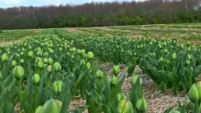 «Волинська Голландія» планує відкрити поле для відвідувачів
