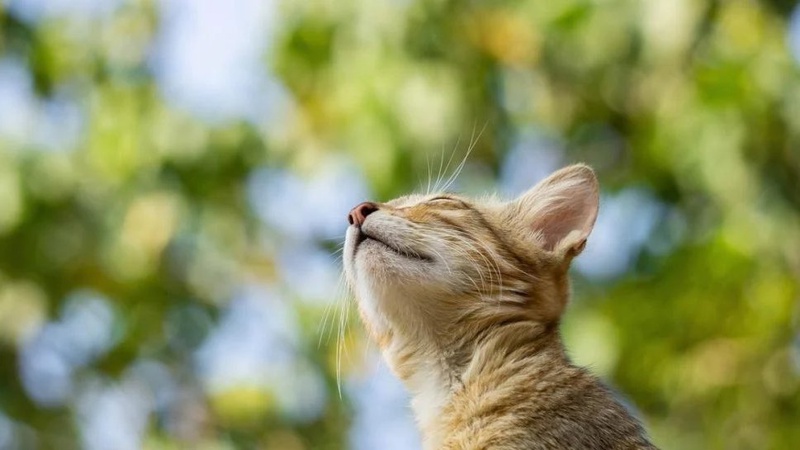 Погода на 2 травня: подекуди буде невеликий дощ, до 27° тепла