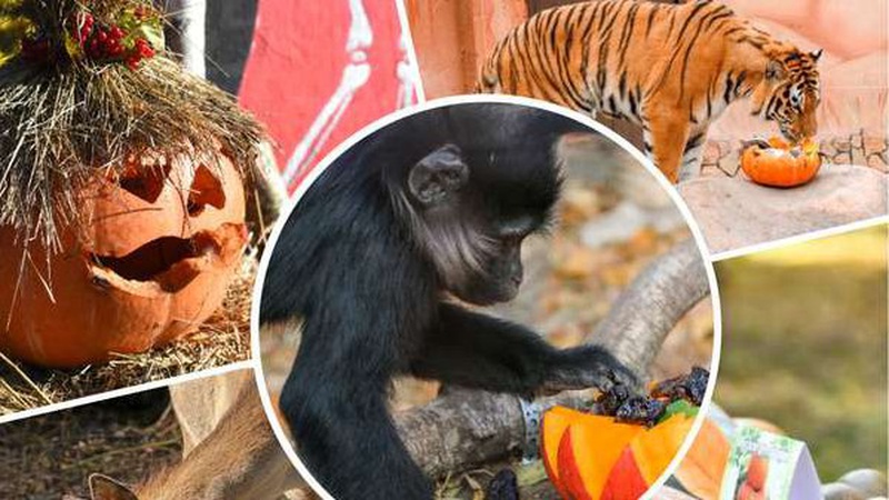 Лучан запрошують до зоопарку на свято гарбуза