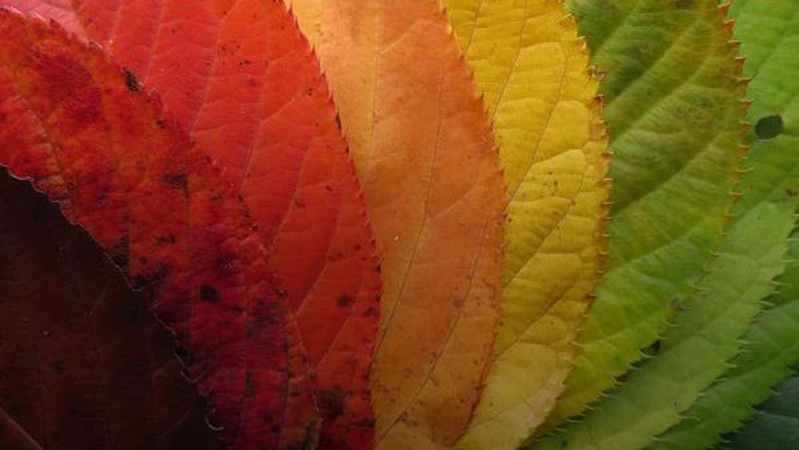 На Волині на вихідних буде тепло