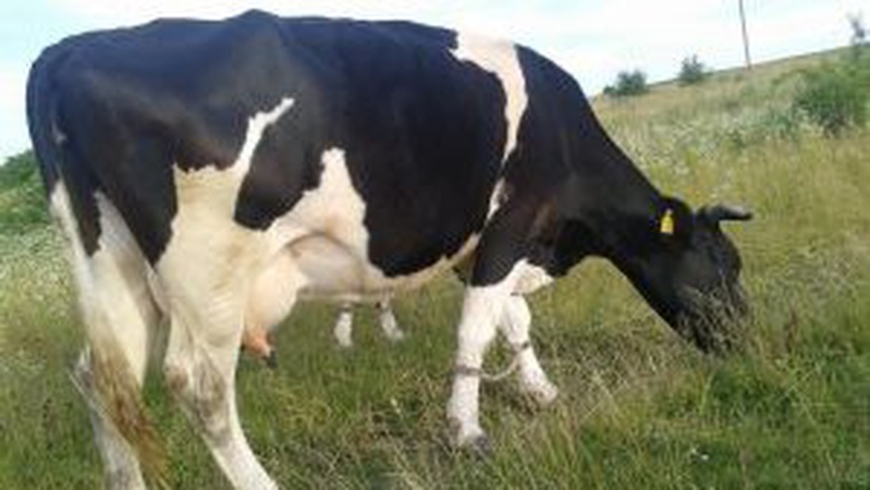 На Волині водій збив корову і втік