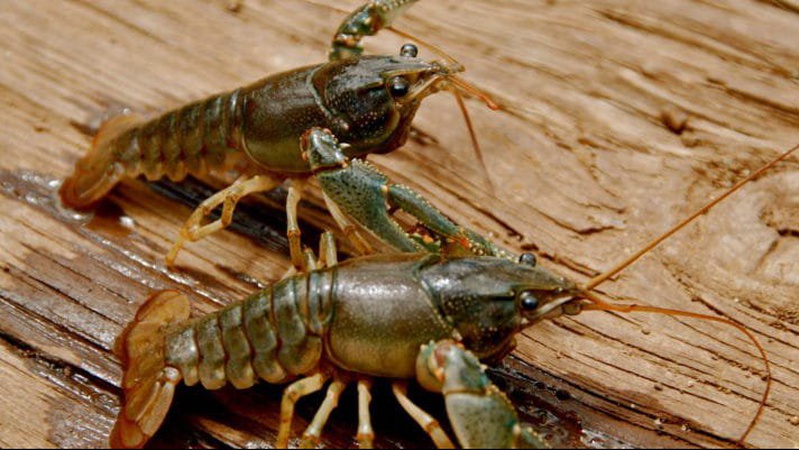 На Волині тимчасово заборонять ловити раків