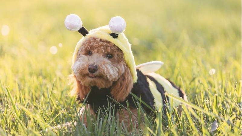 Тепло і без опадів: прогноз погоди на 8 вересня