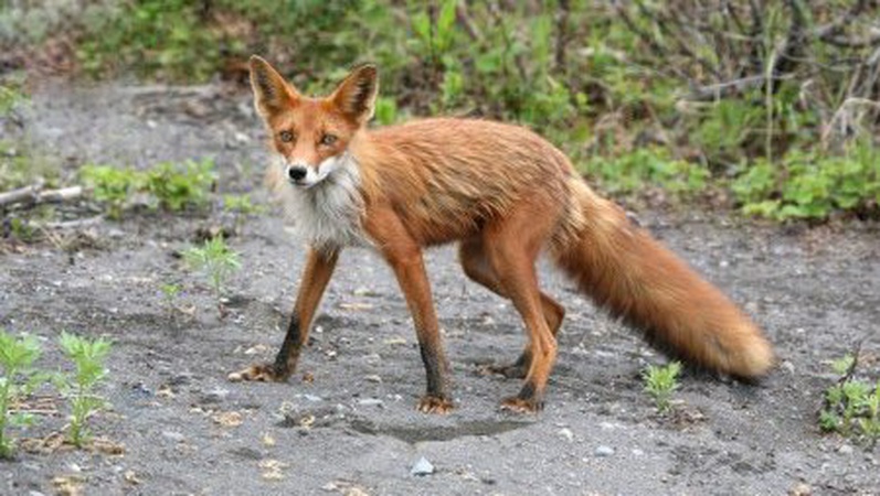 У селі на Волині – карантин через сказ