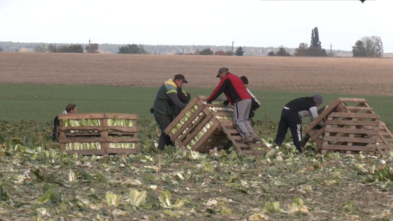У селі на Волині кожен другий вирощує пекінську капусту