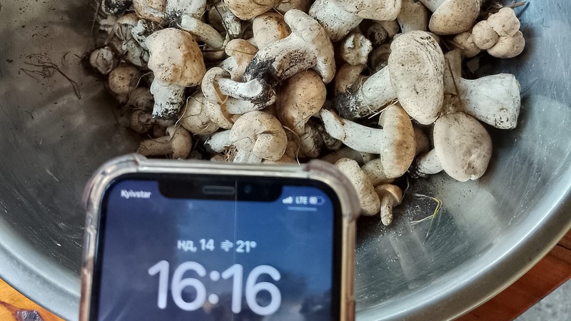 На Волині розпочався весняний грибний сезон