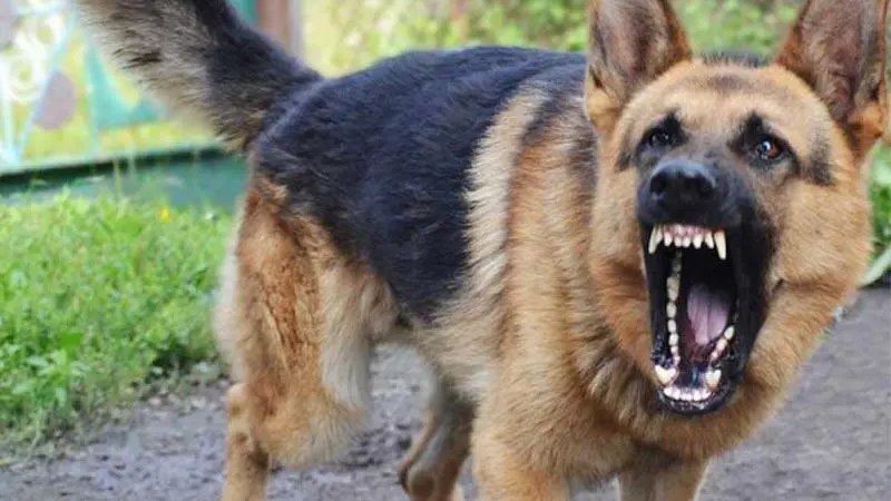 У Луцьку собака покусала матір та доньку