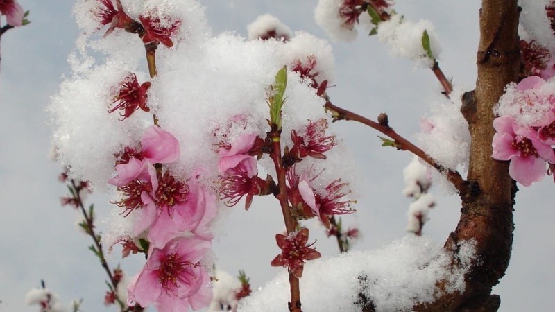 Яку погоду очікувати волинянам на Вербну неділю