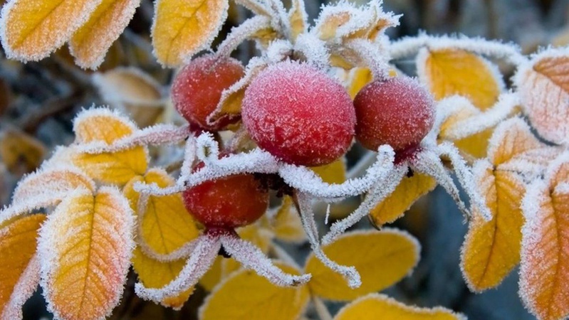 В Україні очікуються нічні заморозки