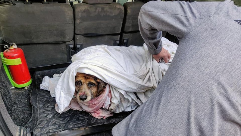 У Нововолинську бійцівська собака, яку вигулювали без намордника, загризла пса