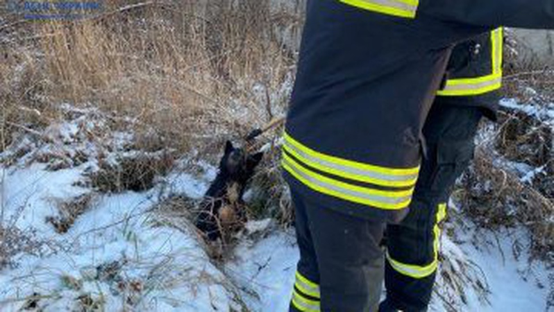 На Волині рятувальники витягнули з пастки собаку