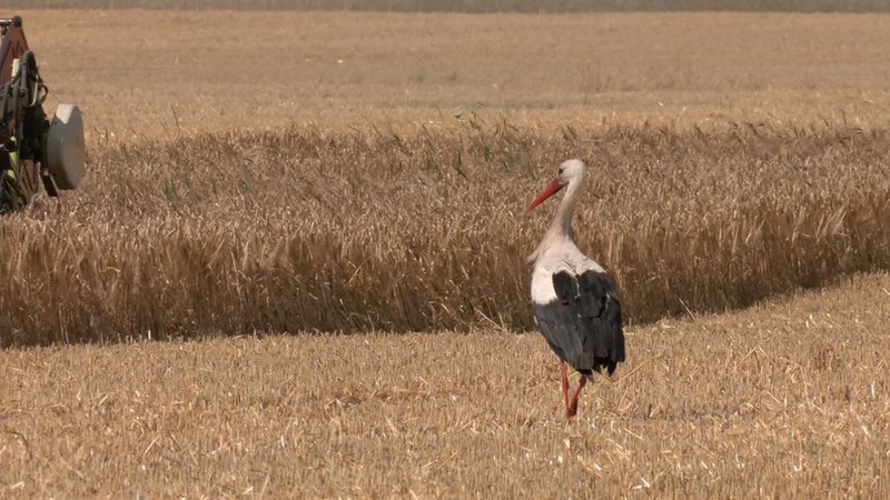 Жнива на Волині через погодні умови почалися із запізненням
