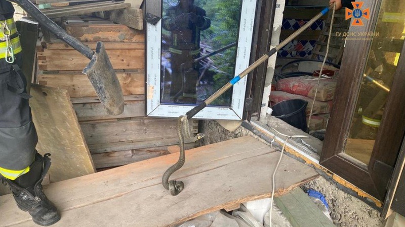 На Волині до приміщення заповз вуж. ФОТО