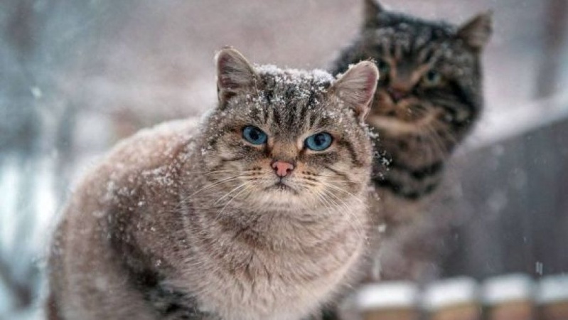 Невеликі дощі з мокрим снігом: прогноз погоди на четвер, 16 листопада