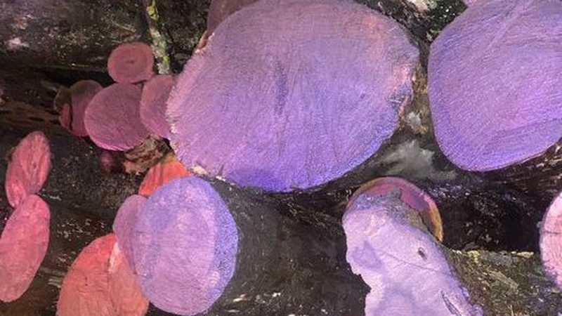 Волинські копи затримали вантажівку з краденою деревиною