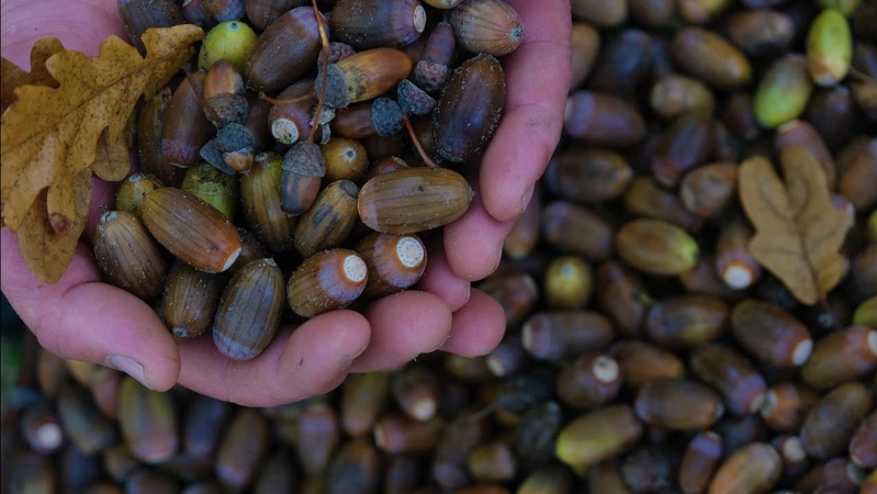 Щороку на Волині проводять заготівлю насіння дуба: для чого