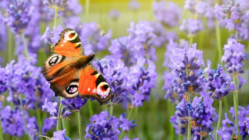 Прогноз погоди на Волині 27 червня