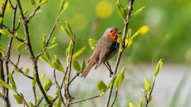 Хмарно з проясненнями: прогноз погоди на 20 квітня
