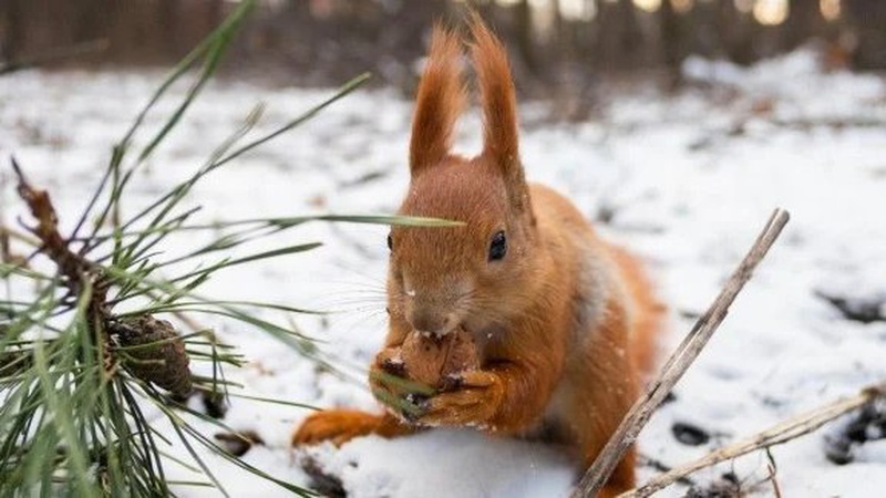 Погода на Заході України: прогноз синоптиків на 28 грудня