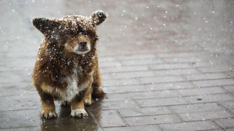 Мокрий сніг та дощ: прогноз погоди на 8 лютого