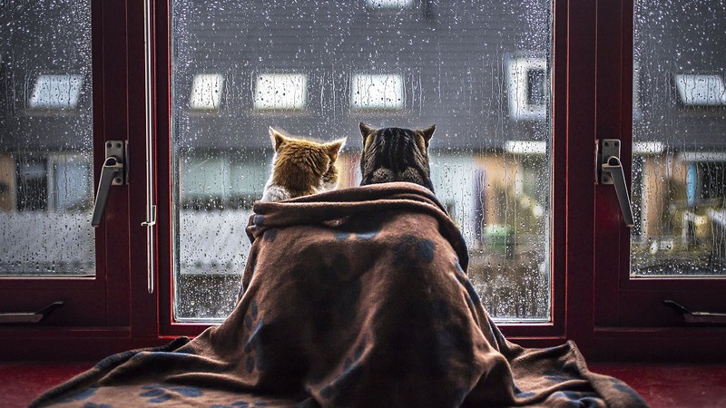 Дощ і сніг в низці областей: прогноз погоди на 9 лютого