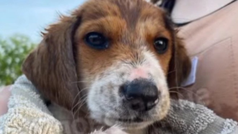 У селищі на Волині невідомі викинули в болото зав’язане у мішку цуценя