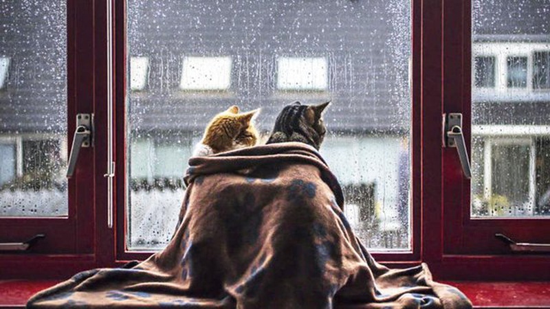 Україну охоплять дощі: прогноз погоди на 1 листопада