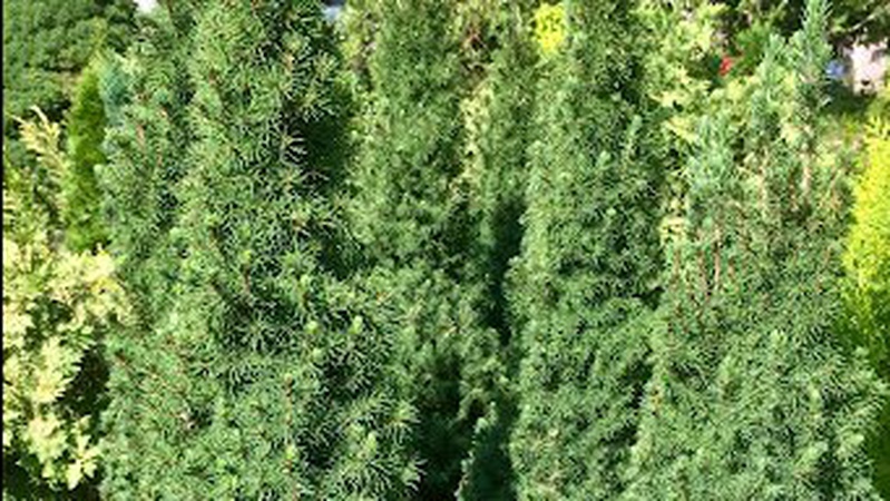 На Волині жінку посадили в тюрму за крадіжку семи ялинок