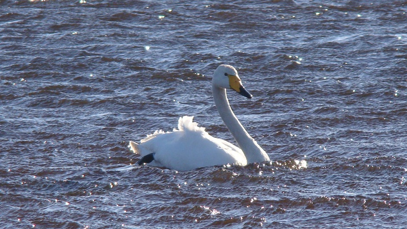 На Волині вперше виявили лебедя-кликуна. ФОТО