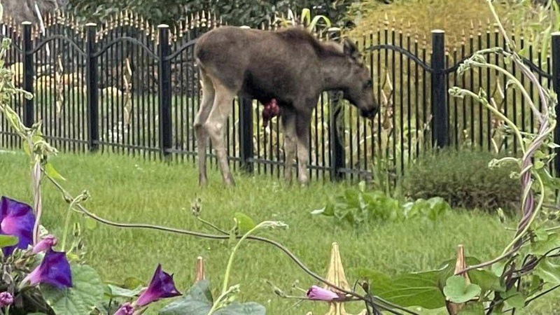 У селі на Волині врятували поранене лосеня