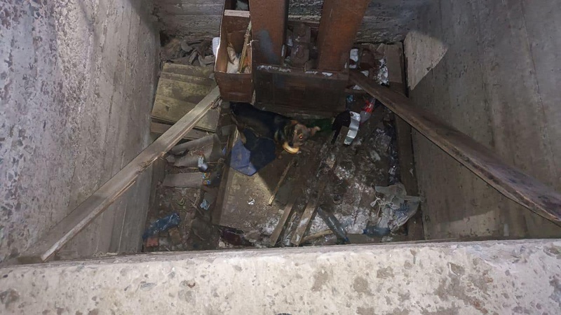 Волинські рятувальники дістали собаку, яка впала в глибоку яму