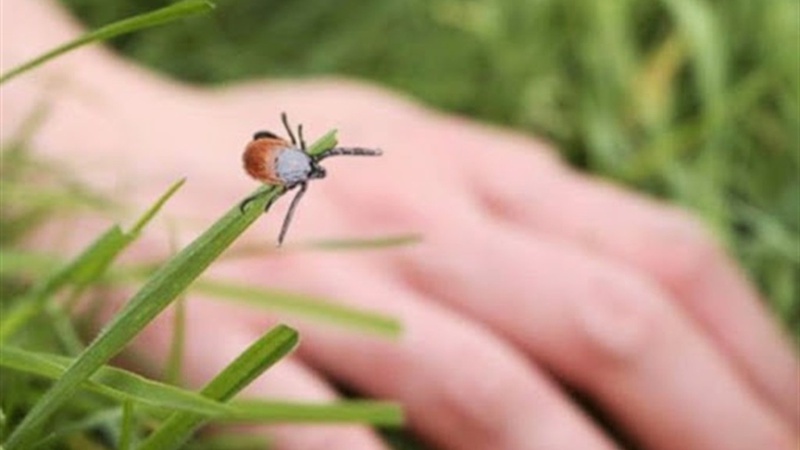 Під час відпочинку на річці волинянку укусила небезпечна комаха, від якої захворіла