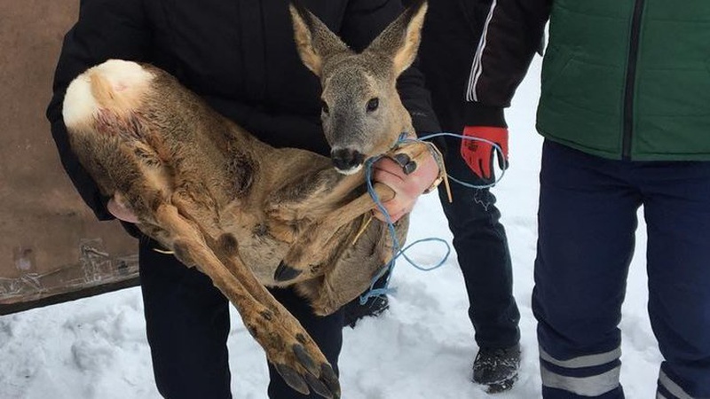 На козулю, яку витягли з-під криги у громаді на Волині, полювали мисливці: тварина померла