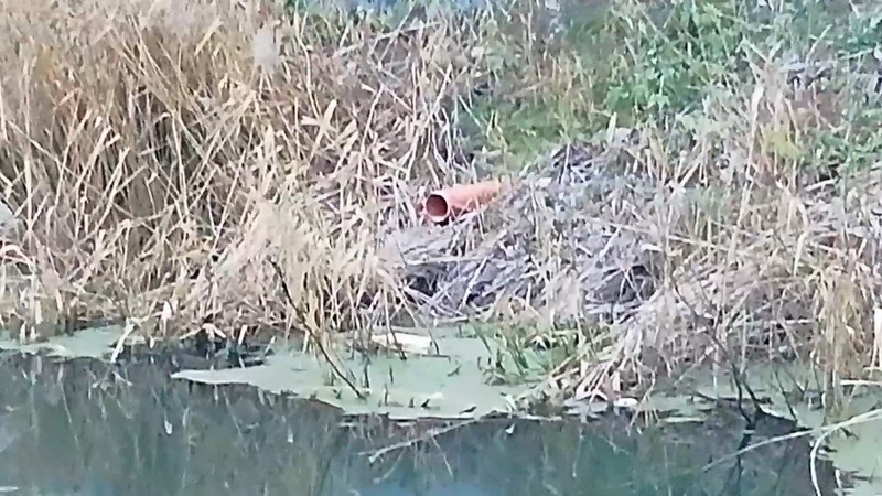 Від ЖК «Оселя Парк» у Луцьку вивели зливові труби до Сапалаївки. ВІДЕО