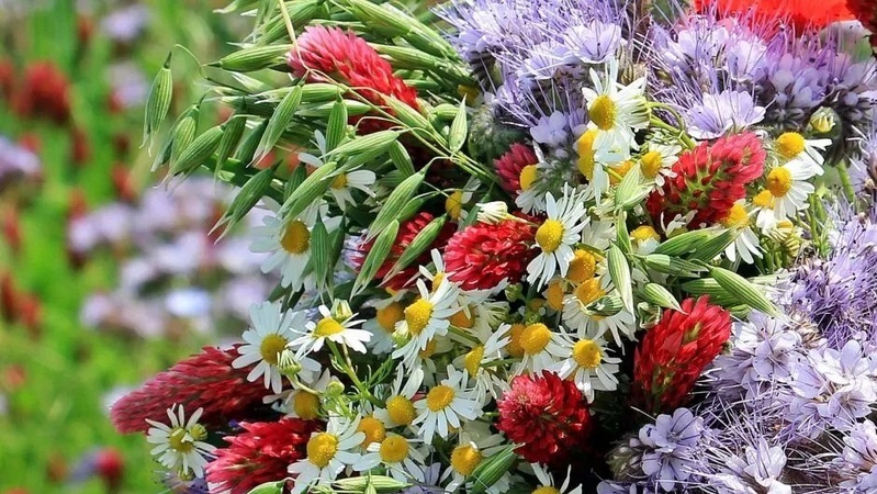 Свята Трійця 2023: історія та традиції Зеленої неділі