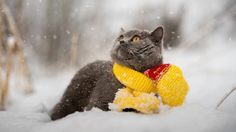 Місцями опади та ожеледиця: прогноз погоди на 6 січня