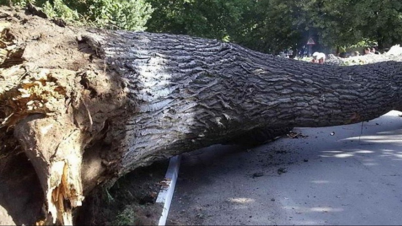 На Волині поліція з’ясовує обставини загибелі чоловіка, на якого під час лісозаготівлі впало дерево