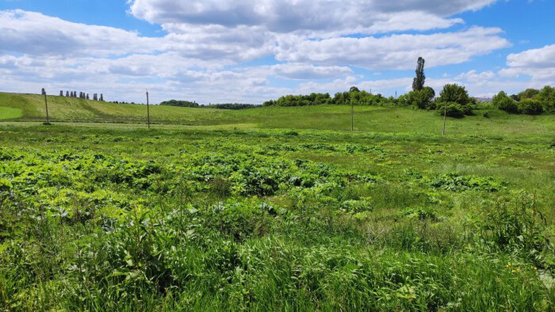 У Луцькій громаді за 100 тисяч гривень боротимуться із борщівником