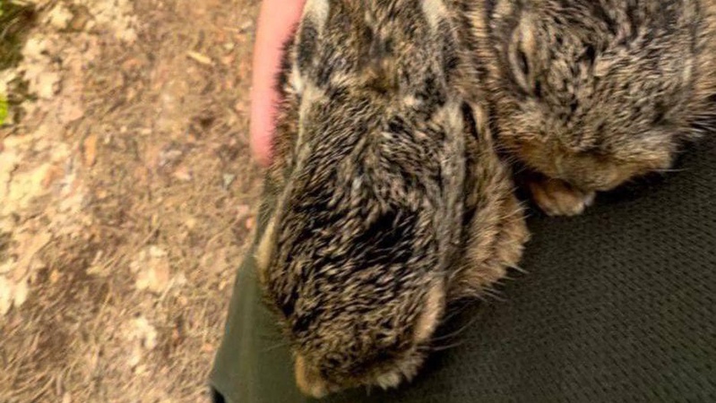 Лісівники показали зайченят, яких дістали з пожежі на Волині