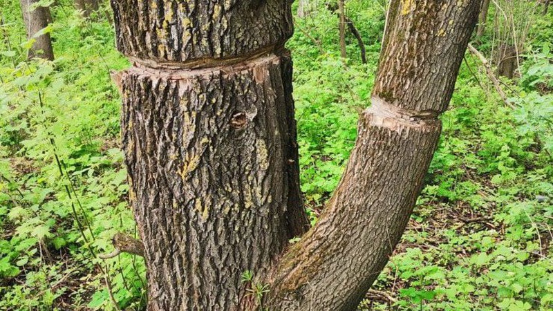 Пошкодили майже 20 дерев: у Луцьку біля Стиру «попрацювали» вандали