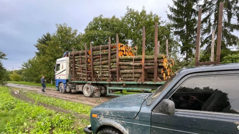 В одному із лісництв Волині виявили масштабну самовільну порубку дерев