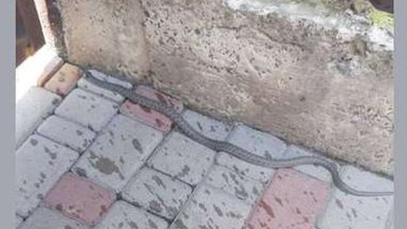 У Луцьку людей налякала довга змія